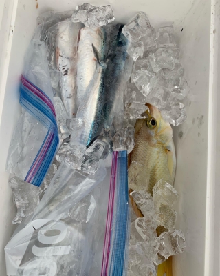 本部釣りイカダ 釣果