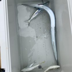 本部釣りイカダ 釣果