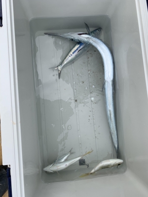 本部釣りイカダ 釣果