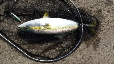 今シーズン2匹目