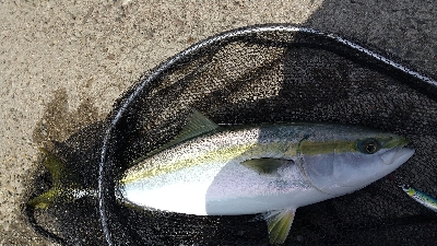 今シーズン2匹目