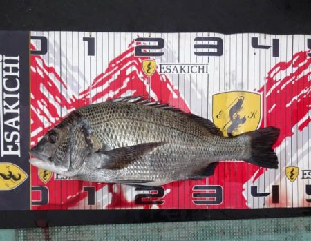 栄丸 釣果