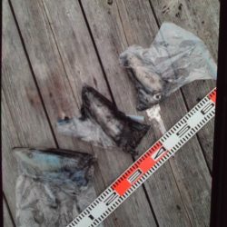 こかわ渡船　雅丸 釣果