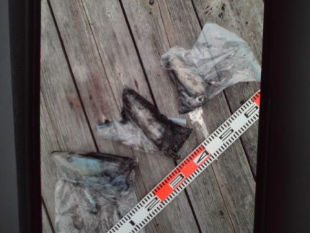 こかわ渡船　雅丸 釣果