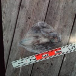 こかわ渡船　雅丸 釣果