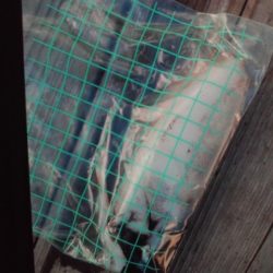 こかわ渡船　雅丸 釣果