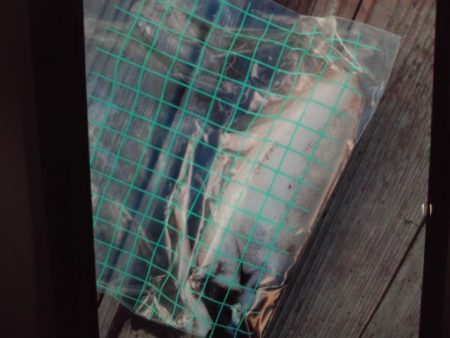 こかわ渡船　雅丸 釣果