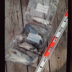 こかわ渡船　雅丸 釣果