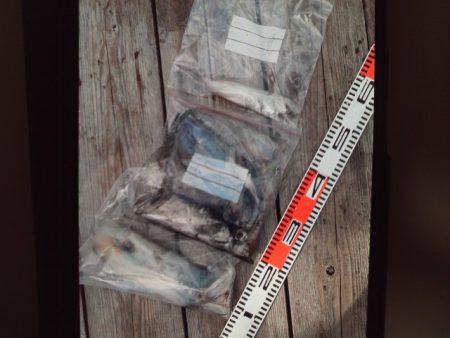 こかわ渡船　雅丸 釣果