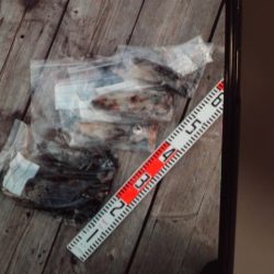 こかわ渡船　雅丸 釣果