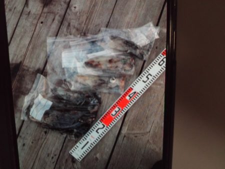 こかわ渡船　雅丸 釣果