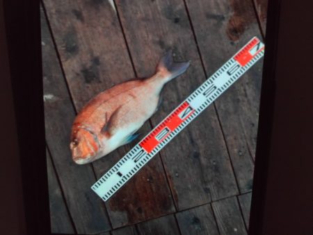 こかわ渡船　雅丸 釣果