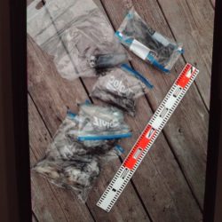 こかわ渡船　雅丸 釣果