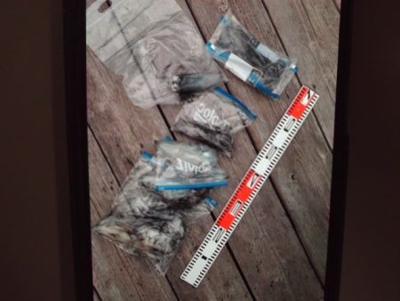 こかわ渡船　雅丸 釣果