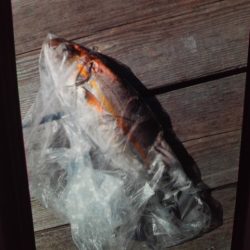 こかわ渡船　雅丸 釣果