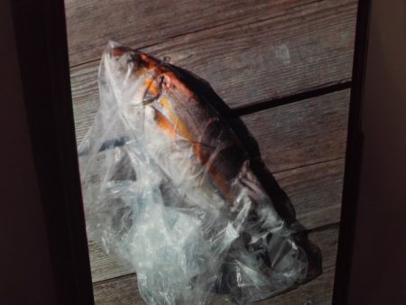 こかわ渡船　雅丸 釣果