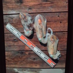 こかわ渡船　雅丸 釣果