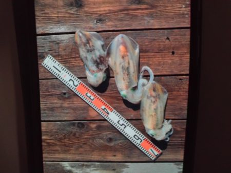 こかわ渡船　雅丸 釣果