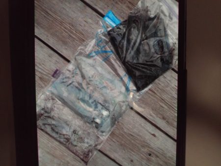 こかわ渡船　雅丸 釣果