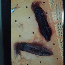 こかわ渡船　雅丸 釣果