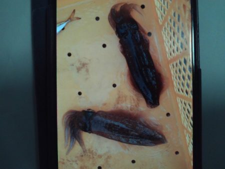 こかわ渡船　雅丸 釣果