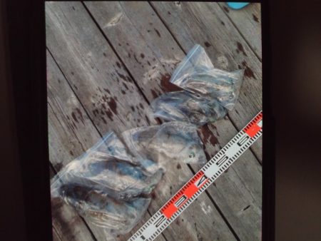 こかわ渡船　雅丸 釣果