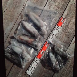 こかわ渡船　雅丸 釣果