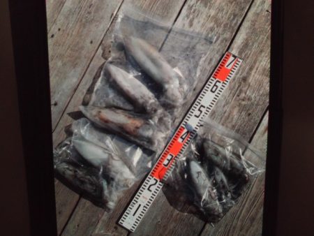 こかわ渡船　雅丸 釣果