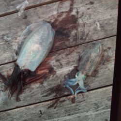 こかわ渡船　雅丸 釣果