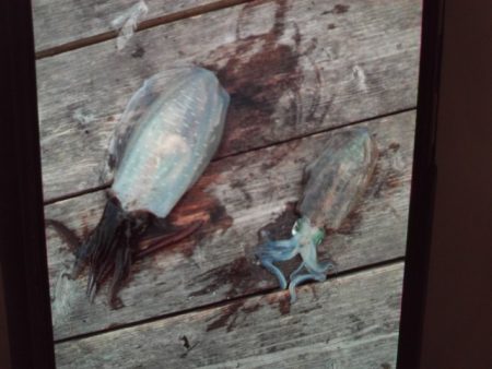 こかわ渡船　雅丸 釣果