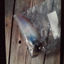 こかわ渡船　雅丸 釣果