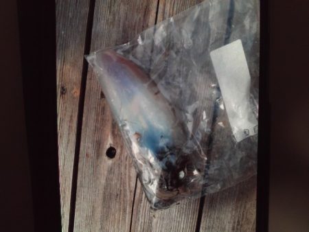 こかわ渡船　雅丸 釣果