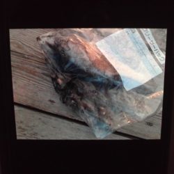 こかわ渡船　雅丸 釣果