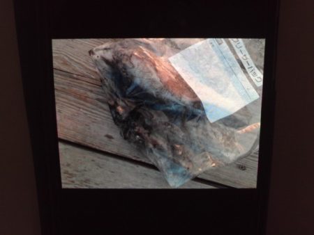 こかわ渡船　雅丸 釣果