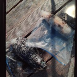 こかわ渡船　雅丸 釣果