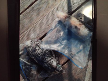 こかわ渡船　雅丸 釣果