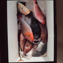 こかわ渡船　雅丸 釣果