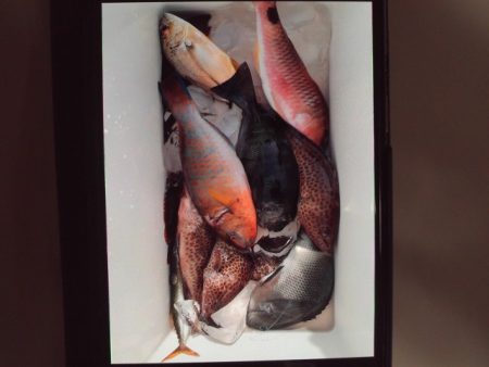 こかわ渡船　雅丸 釣果