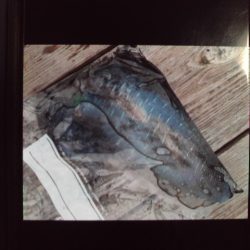 こかわ渡船　雅丸 釣果