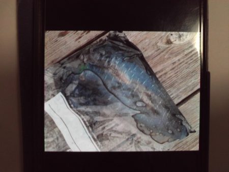 こかわ渡船　雅丸 釣果