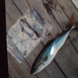 こかわ渡船　雅丸 釣果