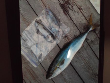 こかわ渡船　雅丸 釣果