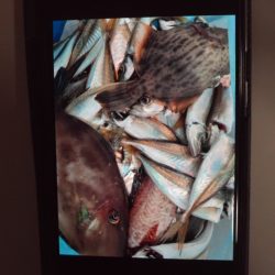 こかわ渡船　雅丸 釣果