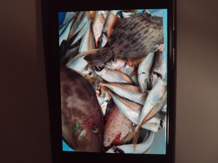 こかわ渡船　雅丸 釣果