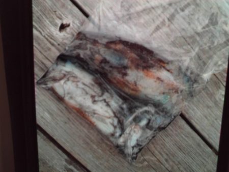 こかわ渡船　雅丸 釣果