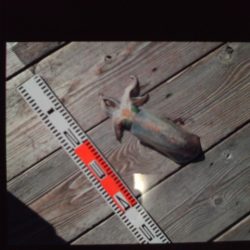 こかわ渡船　雅丸 釣果