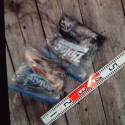 こかわ渡船　雅丸 釣果