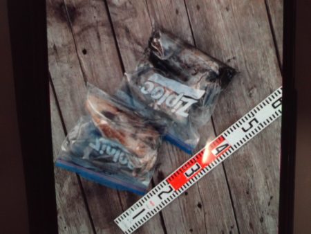 こかわ渡船　雅丸 釣果