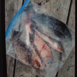 こかわ渡船　雅丸 釣果