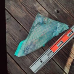 こかわ渡船　雅丸 釣果